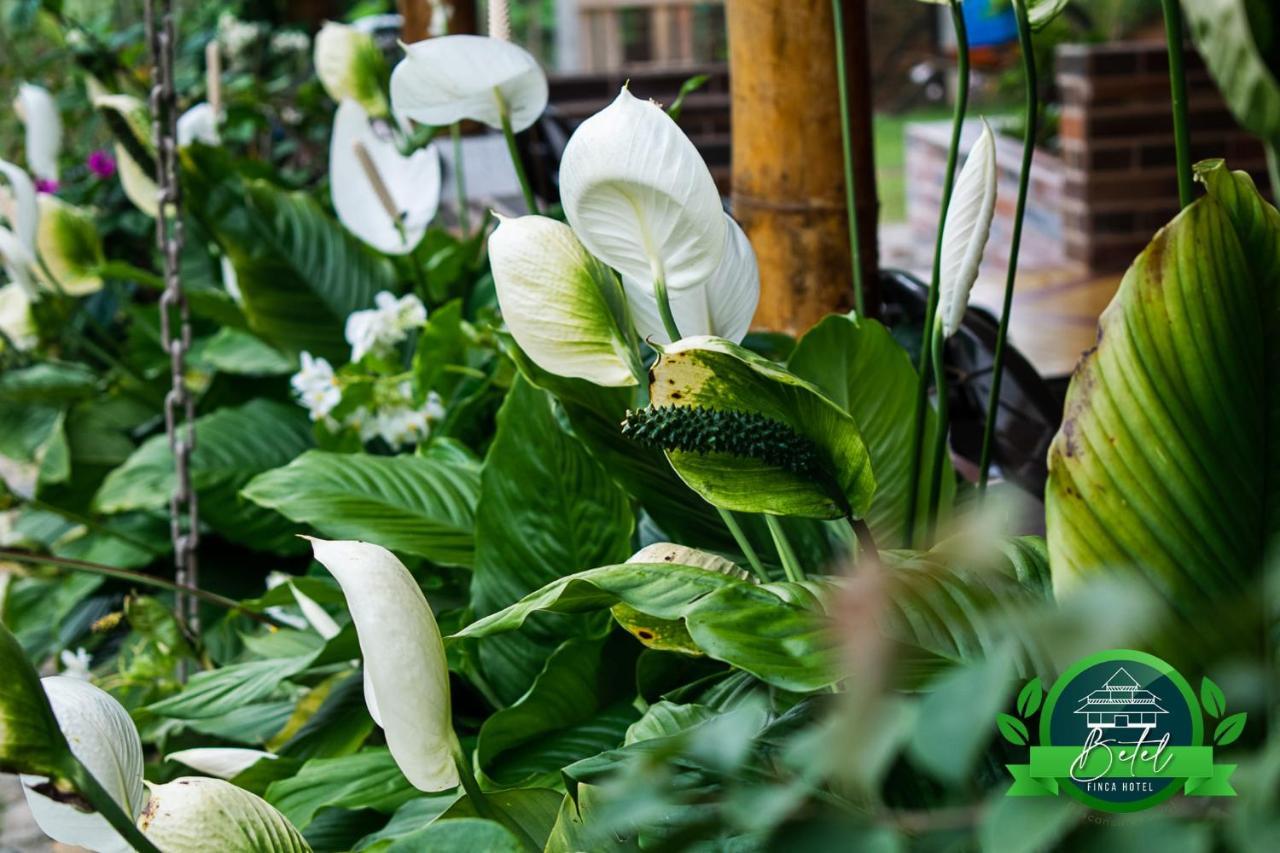 Finca Hotel Betel San Carlos Eksteriør billede
